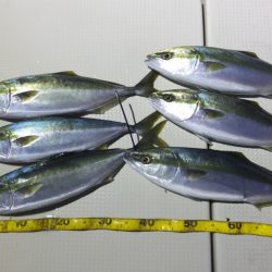 Hit Rush(ヒット ラッシュ) 釣果