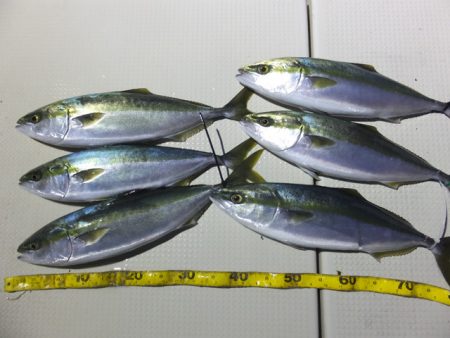 Hit Rush(ヒット ラッシュ） 釣果…