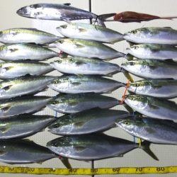 Hit Rush(ヒット ラッシュ) 釣果