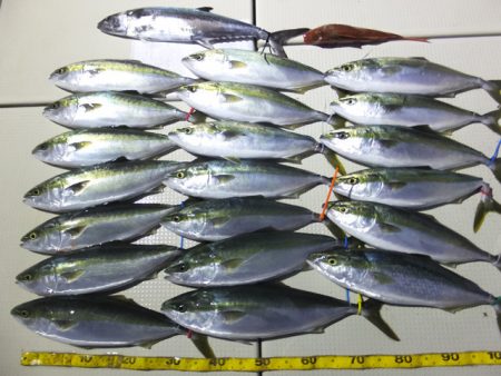 Hit Rush(ヒット ラッシュ） 釣果…