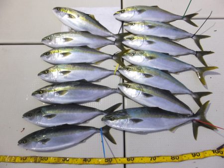 Hit Rush(ヒット ラッシュ） 釣果…