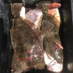 釣船 浦島太郎 釣果