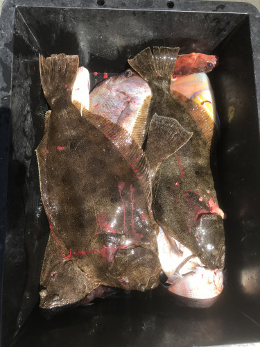 釣船 浦島太郎 釣果