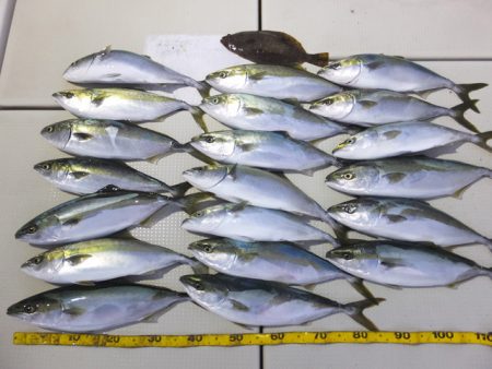 Hit Rush(ヒット ラッシュ） 釣果…