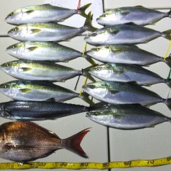 Hit Rush(ヒット ラッシュ) 釣果