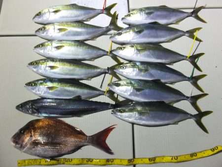 Hit Rush(ヒット ラッシュ） 釣果…