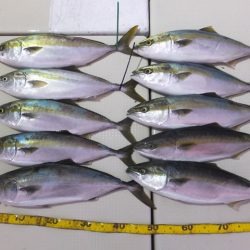 Hit Rush(ヒット ラッシュ) 釣果