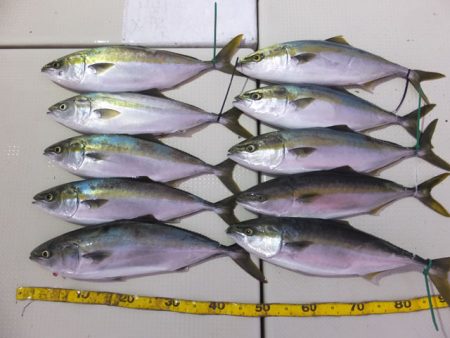 Hit Rush(ヒット ラッシュ） 釣果…