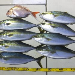 Hit Rush(ヒット ラッシュ) 釣果