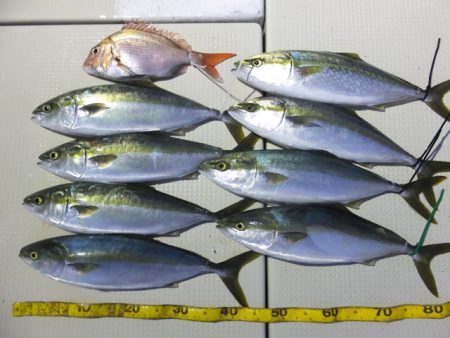 Hit Rush(ヒット ラッシュ） 釣果…