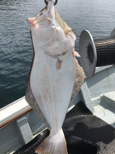 釣船 浦島太郎 釣果