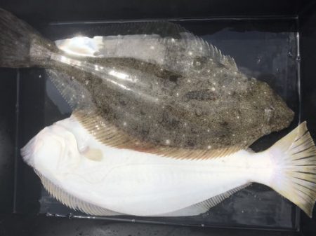 釣船 浦島太郎 釣果