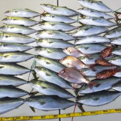 Hit Rush(ヒット ラッシュ) 釣果