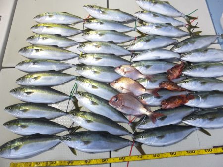 Hit Rush(ヒット ラッシュ） 釣果…