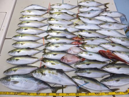 Hit Rush(ヒット ラッシュ） 釣果…