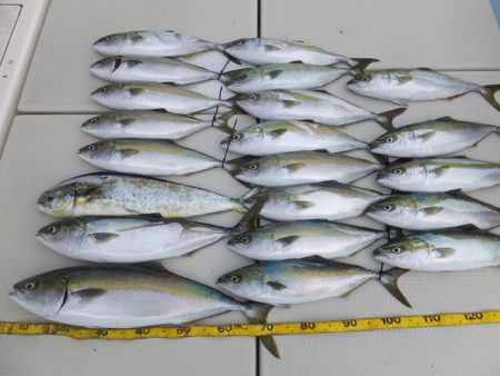 Hit Rush(ヒット ラッシュ） 釣果…