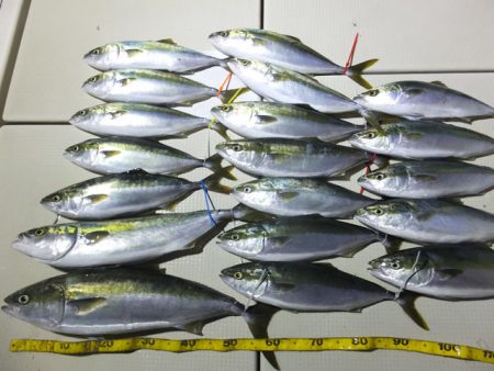 Hit Rush(ヒット ラッシュ） 釣果…