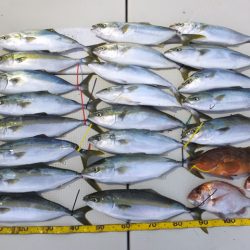 Hit Rush(ヒット ラッシュ) 釣果