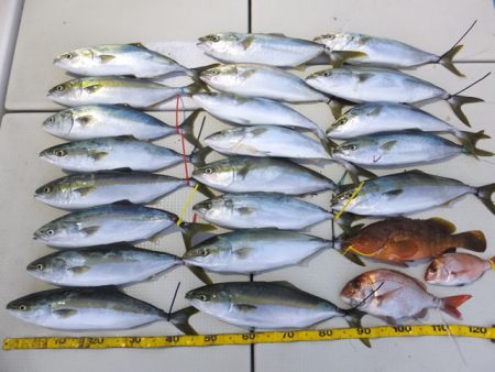 Hit Rush(ヒット ラッシュ） 釣果…