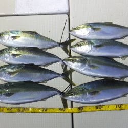 Hit Rush(ヒット ラッシュ) 釣果