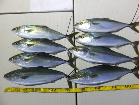 Hit Rush(ヒット ラッシュ） 釣果…