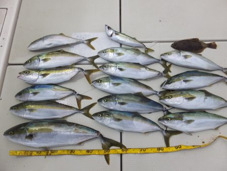 Hit Rush(ヒット ラッシュ） 釣果…