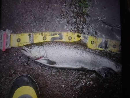 高萩ふれあいの里フィッシングエリア 釣果