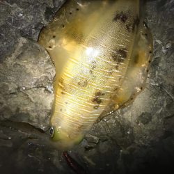 南東爆風の中エギングでなんとかキロアップのアオリイカ