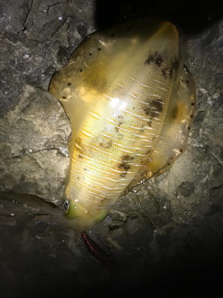 南東爆風の中エギングでなんとかキロアップの…