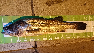 ウナギ釣り(ついでにスズキリベンジ)