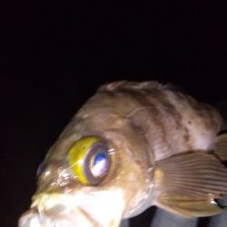 好調!?横浜アジング