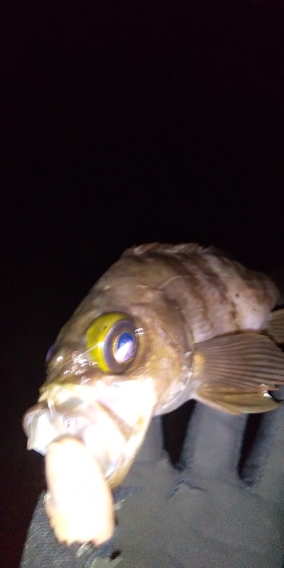 好調！？横浜アジング