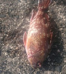 今日もカサゴの入れ食い