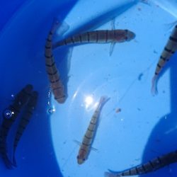 サビキ偵察 第2段