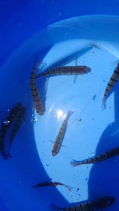 サビキ偵察 第2段