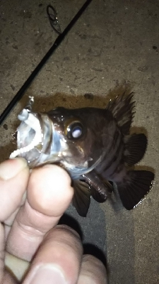 今年は…いいね