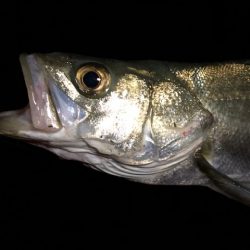 二見メバリング21