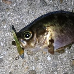 今夜もメバリング