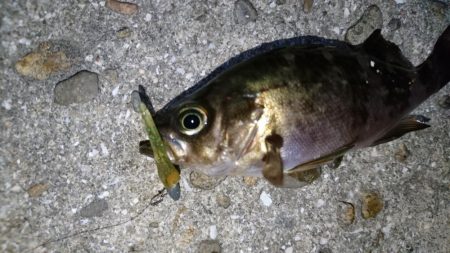 今夜もメバリング