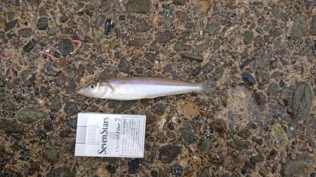 デカギス釣れてます