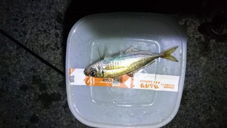 アジング初釣果