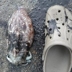 teamゲッソー調査隊