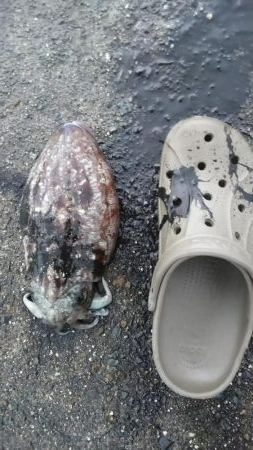 teamゲッソー調査隊