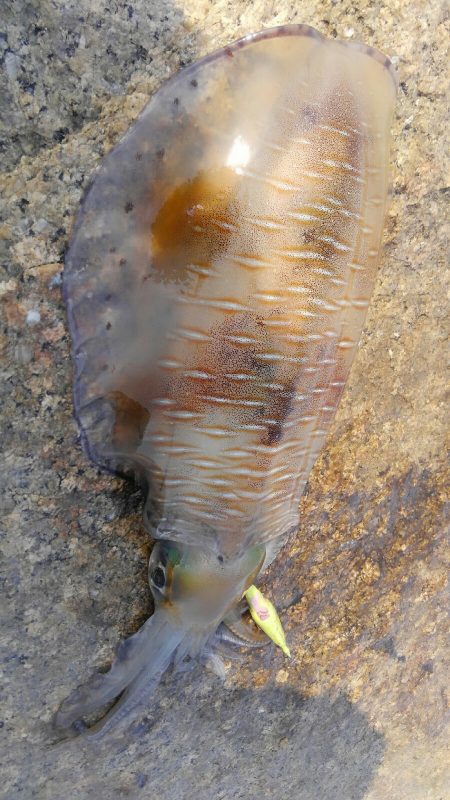 2投目でヒット～⤴