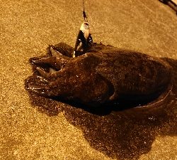 またスズキ不発