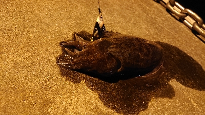 またスズキ不発