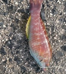 今日もカサゴの入れ食い