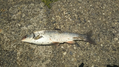 意外なところに