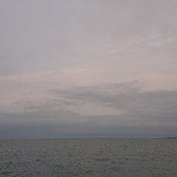 エソは裏切りません。