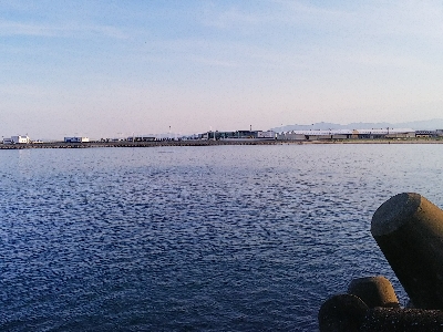 チャイロマルハタ